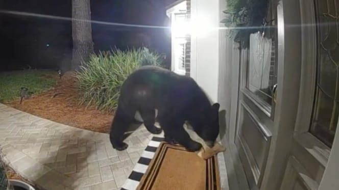 Un ours devant une maison