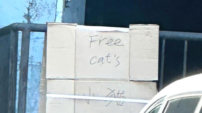 A "free cats" sign