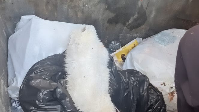 Ein kleines weißes Kätzchen im Müll