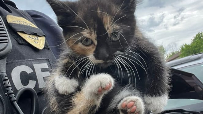 Un gattino piccolo