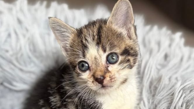 Een kleine kitten