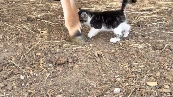 Un gattino