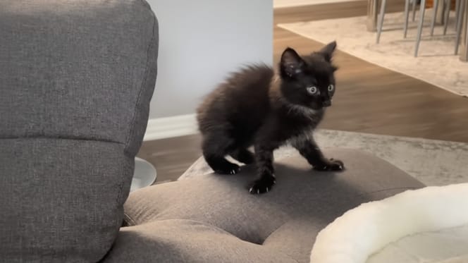 Un petit chaton noir dans un salon