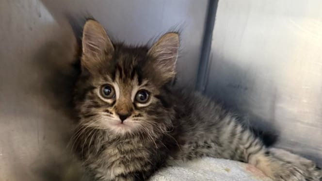 A small tabby kitten