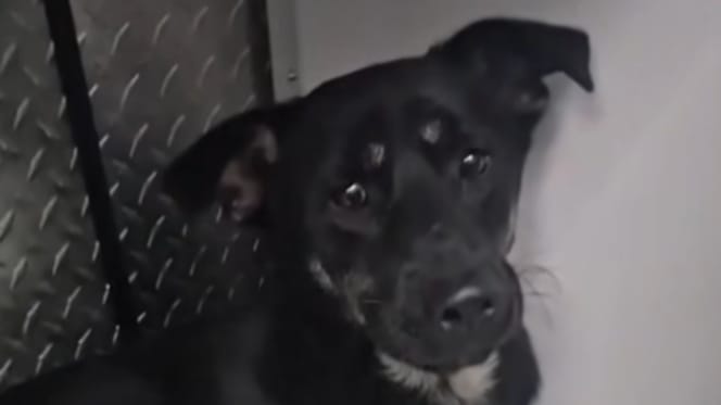 Un petit chien roumain