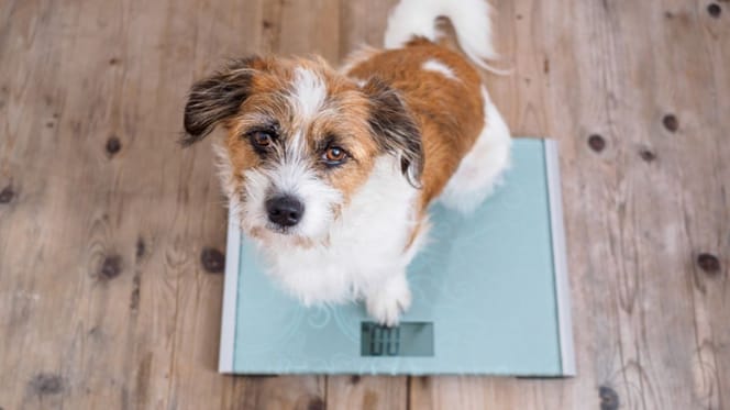 Un petit chien sur un pèse-personne