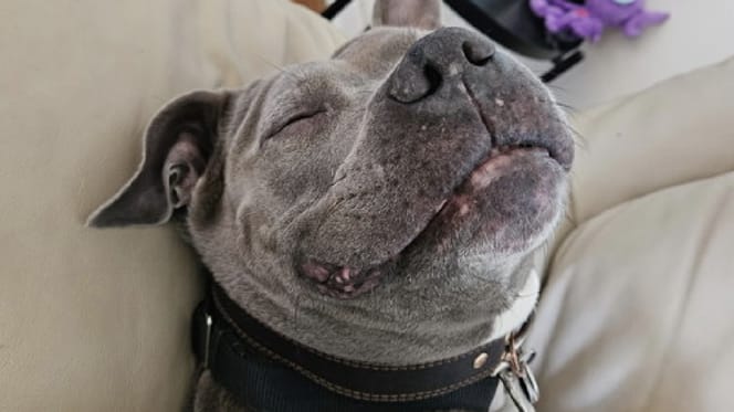 Un pitbull del rifugio sul punto di essere sottoposto a eutanasia