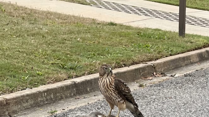 Un rapace per strada