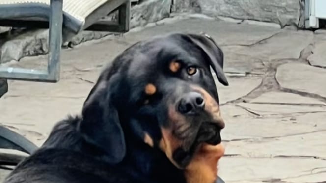 Un Rottweiler