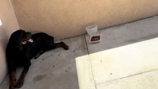 Un Rottweiler