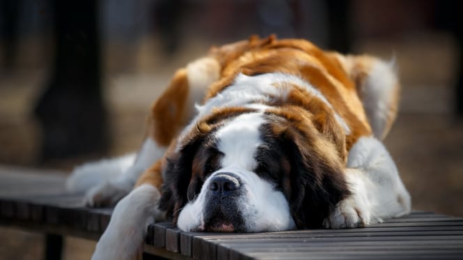 A St Bernard lying down