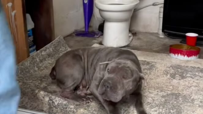 An abandoned Shar-Pei