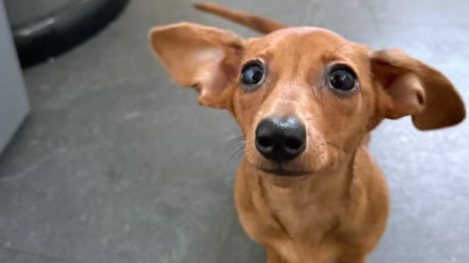 A Dachshund with XXL ears