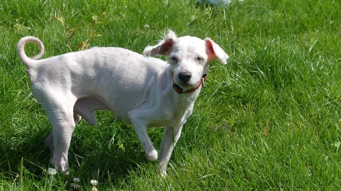 Un vieux chien à trois pattes