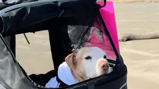 Ein alter Hund in einem Bollerwagen