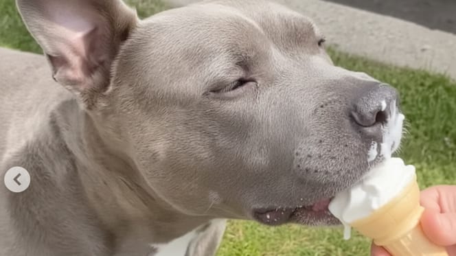 An old dog next to an ice cream van
