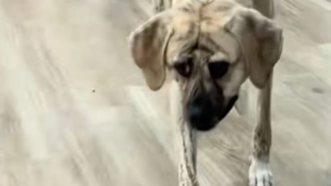 De hond Uncle