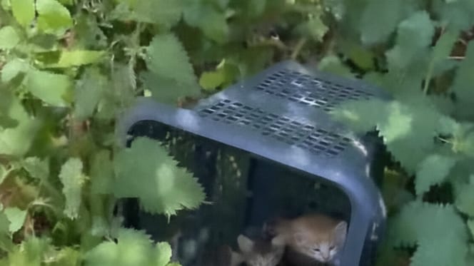 Una bacinella con dei gattini