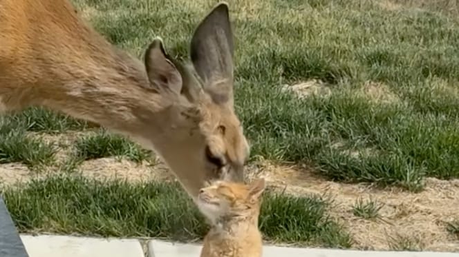 Une biche qui lèche un chat