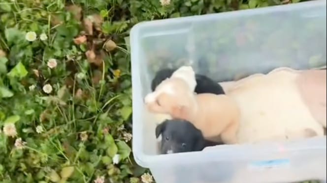 Une boite en plastique pleine de chiots
