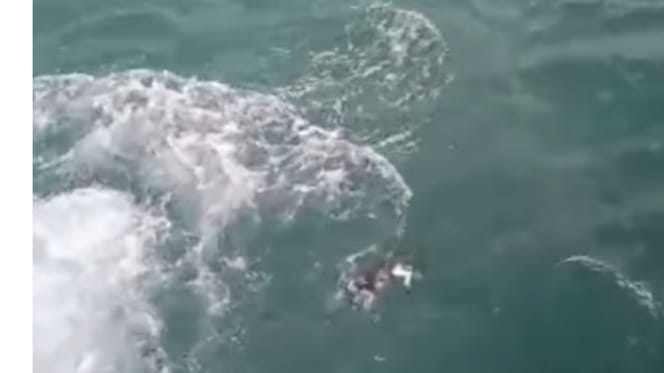 Une boule de poils dans la mer