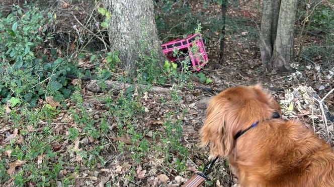 An abandoned pink crate in the woods