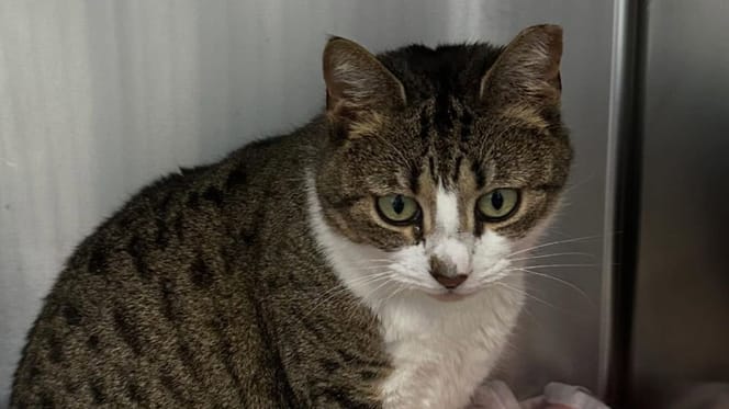 Eine Katze wurde allein auf der Straße gefunden
