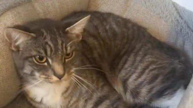 A cat lying down