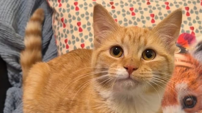 Une chatte au pelage roux abandonnée