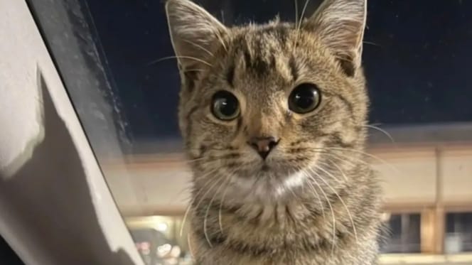 Une chatte aux grands yeux sauvée sur un parking un soir d'hiver