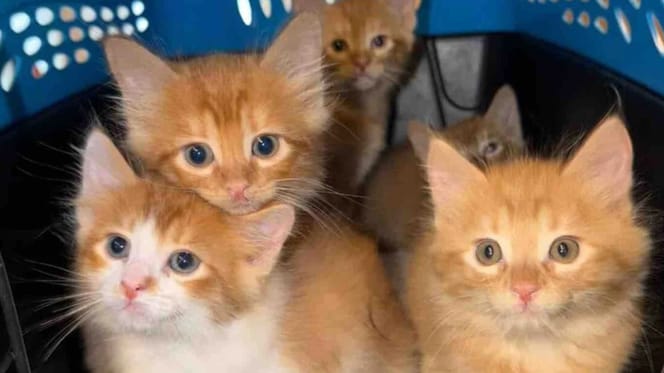Una gatta randagia ha deciso di aiutare un gattino trovato solo per strada