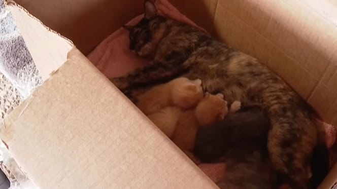 A mother cat and her kittens