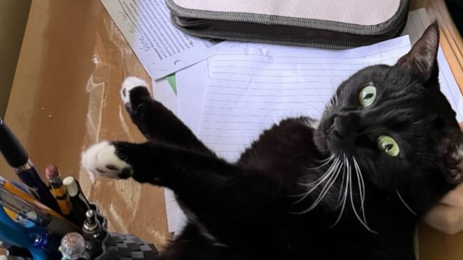 Une chatte noire