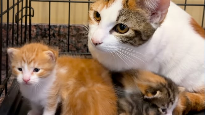 Eine dreifarbige Katze und Kätzchen