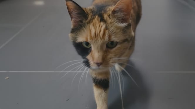 A tortoiseshell cat found outdoors