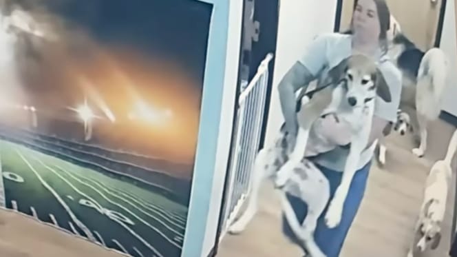 Une chienne a fait évader d'autres chiens d'une garderie