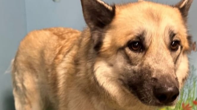 Une chienne abandonnée