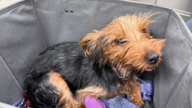 Een achtergelaten puppy met een infuus