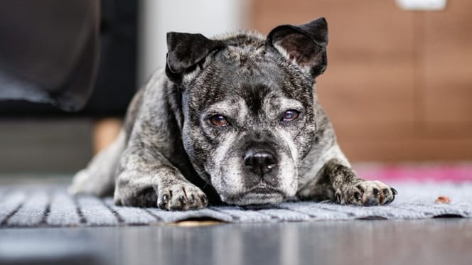 Una perra abandonada en una casa
