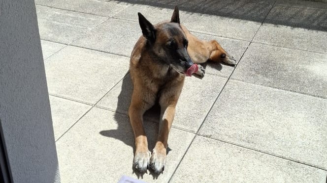 Una cagnolina sdraiata per terra