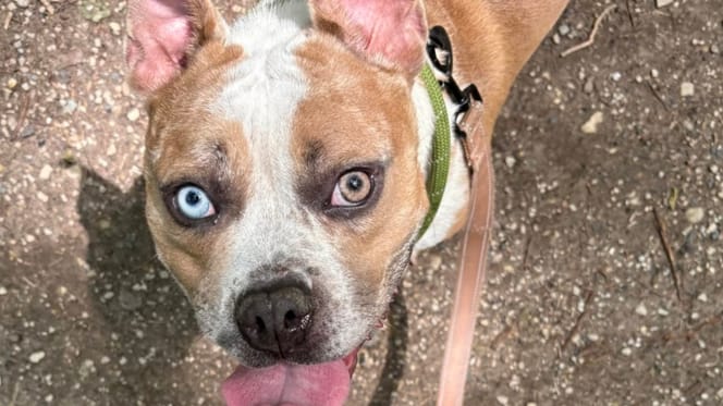 Une chienne aux yeux de deux couleurs différentes