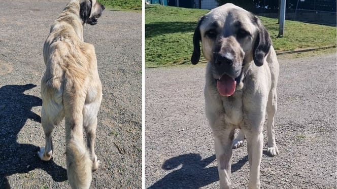 Une chienne Berger d'Anatolie