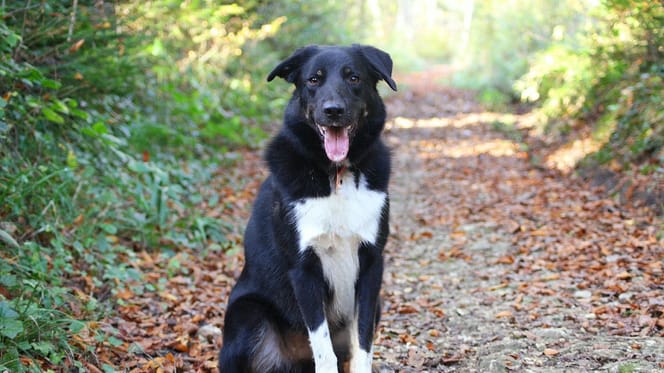 Une chienne berger qui attend sa famille