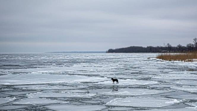 A dog trapped on a frozen lake in winter