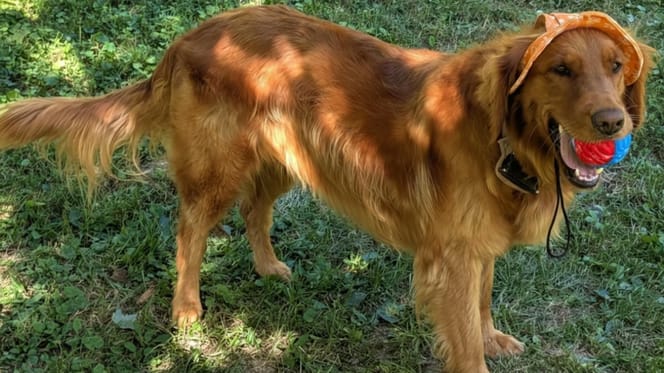 Une chienne dans la nature