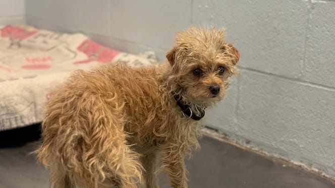 A dog in a rescue centre