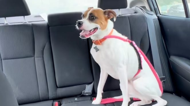 Une chienne dans une voiture