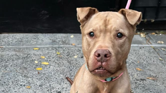 A 9-year-old brown Pit Bull in rescue