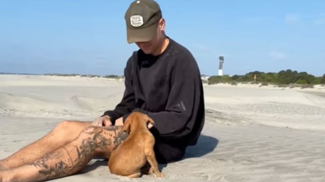 Een hond ontdekt het strand