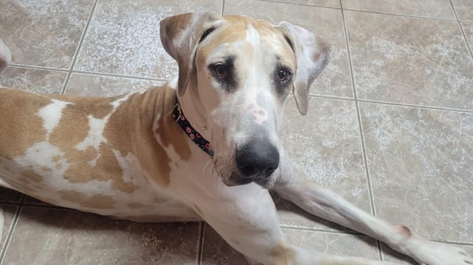 Une chienne Dogue allemand